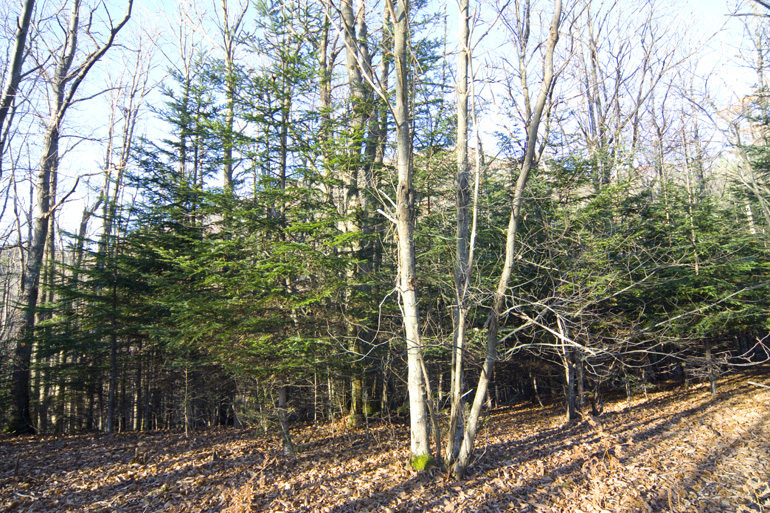 Area Naturale Protetta Poggio Ripaghera - Santa Brigida - Valle dell'Inferno Area Naturale Protetta Poggio Ripaghera - Santa Brigida - Valle dell'Inferno