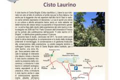 Il cisto laurino in fiore. Pontassieve, domenica 4 giugno 2017