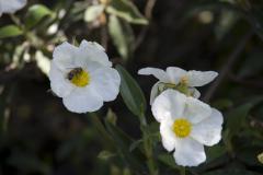 Pontassieve. Cistus laurifolius L.