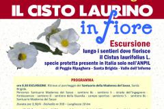 Domenica 5 giugno 2016. Pontassieve. Il cisto laurino in fiore