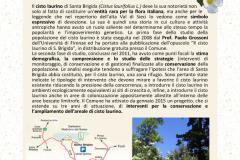 Domenica 5 giugno 2016. Pontassieve. Il cisto laurino in fiore