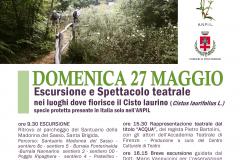 Il Cisto laurino in fiore. 27 maggio 2018