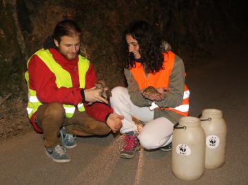 WWF. A Pontassieve cerca volontari per il progetto SOS anfibi WWF. A Pontassieve cerca volontari per il progetto SOS anfibi