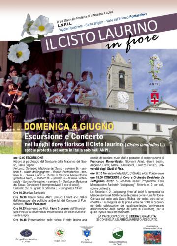 Il cisto laurino in fiore. 04/06/2017 Il cisto laurino in fiore. 04/06/2017