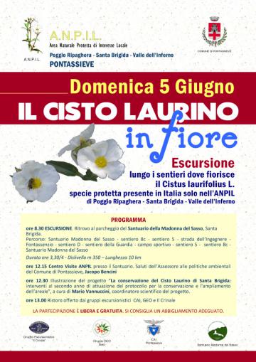 Il cisto laurino in fiore Il cisto laurino in fiore