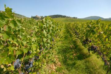 Vigna. Pontassieve