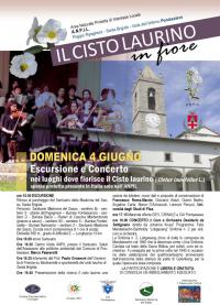 Il cisto laurino in fiore. 04/06/2017 