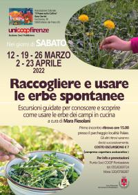 Riconoscere, raccogliere le erbe spontanee. Pontassieve marzo - aprile 2022