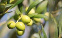 Olivicoltura. Corso gratuito di 31 ore in modalità FAD. Aprile 2021 – giugno 2021