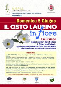 Il cisto laurino in fiore