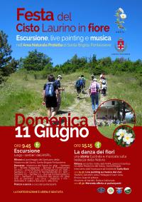 Il cisto laurino in fiore. Pontassieve, domenica 11 giugno 2023