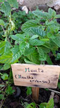 menta