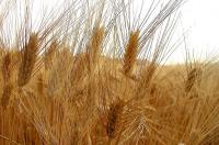 grano antico