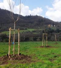 Pontassieve, via Toscanini. Interventi sulle alberature nel 2022 e nei primi mesi del 2023