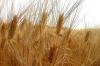 grano antico