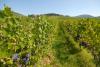Vigna. Pontassieve