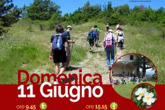 Il cisto laurino in fiore. Pontassieve, domenica 11 giugno 2023