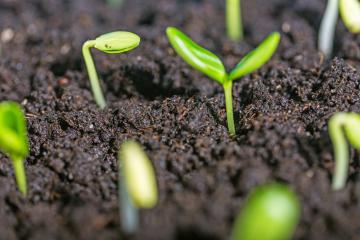 Diversificazione delle aziende agricole, annualità 2016 Diversificazione delle aziende agricole, annualità 2016