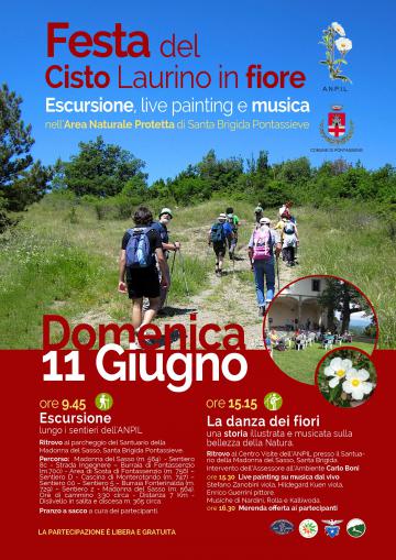 Il cisto laurino in fiore. Pontassieve, domenica 11 giugno 2023