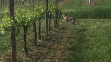 Lupi e agricoltura, immagine tratta da Internet e non relativa al Comune di Pontassieve Lupi e agricoltura, immagine tratta da Internet e non relativa al Comune di Pontassieve