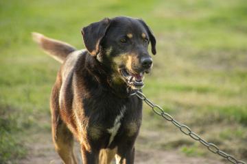 Rischio incendi, vietato tenere cani alla catena Rischio incendi, vietato tenere cani alla catena