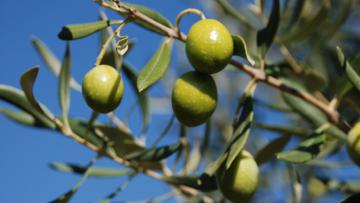 PONTASSIEVE. CONCESSIONE DELLA COLTIVAZIONE DI PIANTE DI OLIVO SU APPEZZAMENTI DI TERRENO COMUNALE PONTASSIEVE. CONCESSIONE DELLA COLTIVAZIONE DI PIANTE DI OLIVO SU APPEZZAMENTI DI TERRENO COMUNALE