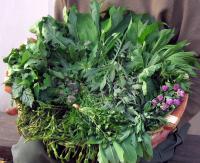 erbe spontanee commestibili erbe spontanee commestibili