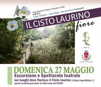 Il Cisto laurino in fiore. 27 maggio 2018