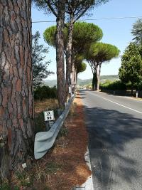 2017. Taglio pini in Via Aretina e nuovo piano alberature