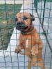 Canile municipale, cane in adozione